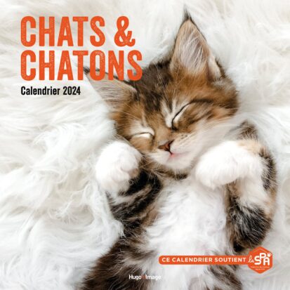 Calendrier mural chats et chatons 2024