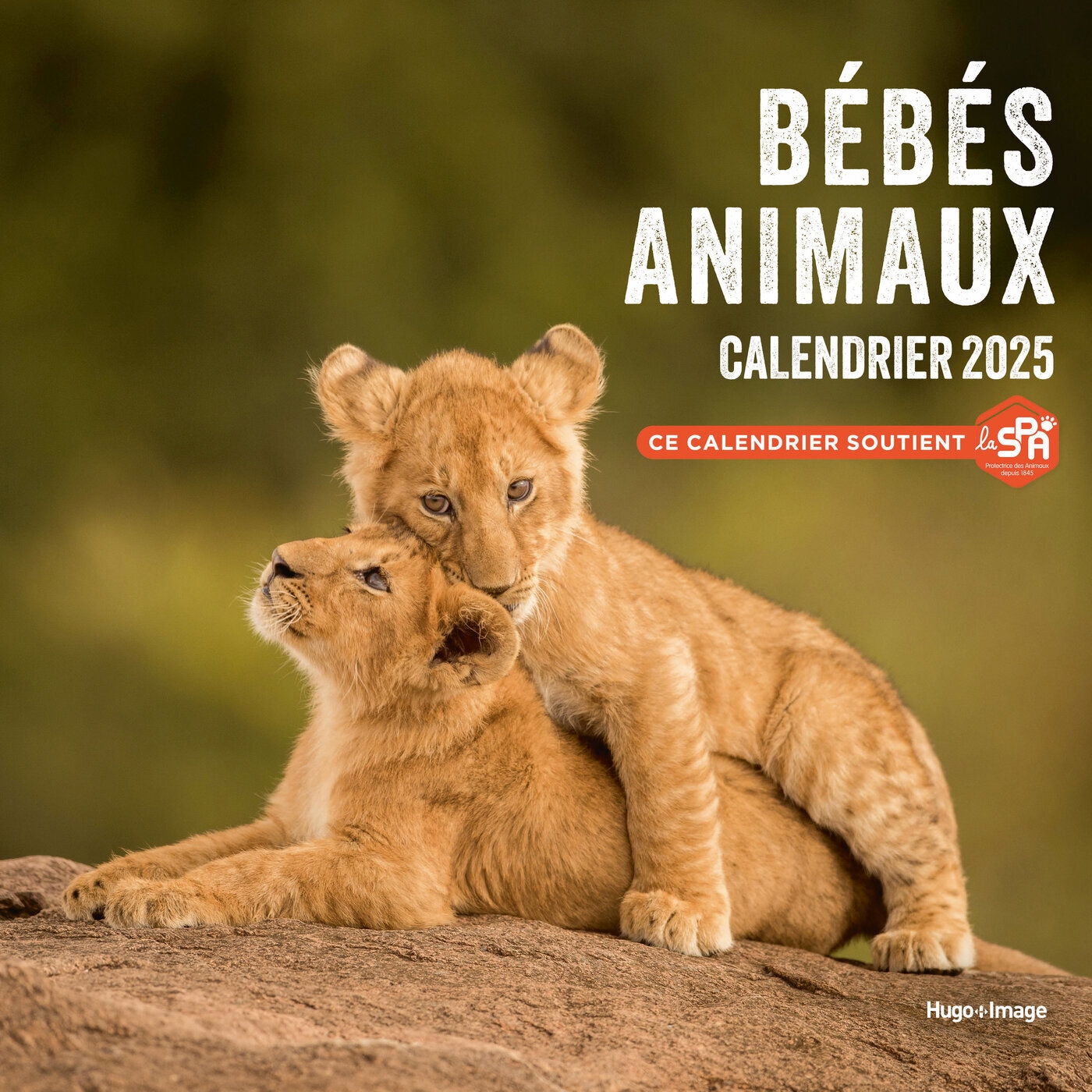 Calendrier mural bébés animaux 2025 Hugo Publishing