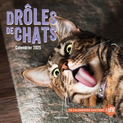 Le Calendrier 2025 de Chats : Douze Mois de Félin Bonheur