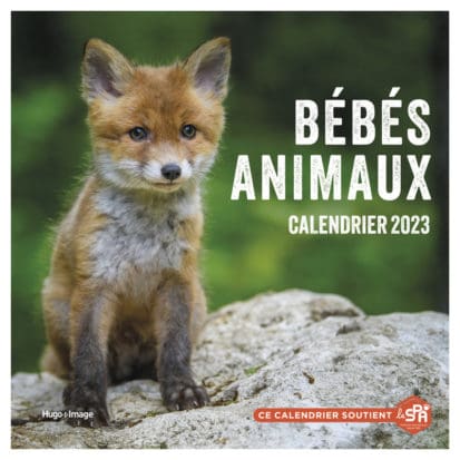 Calendrier Mural bébés animaux 2023